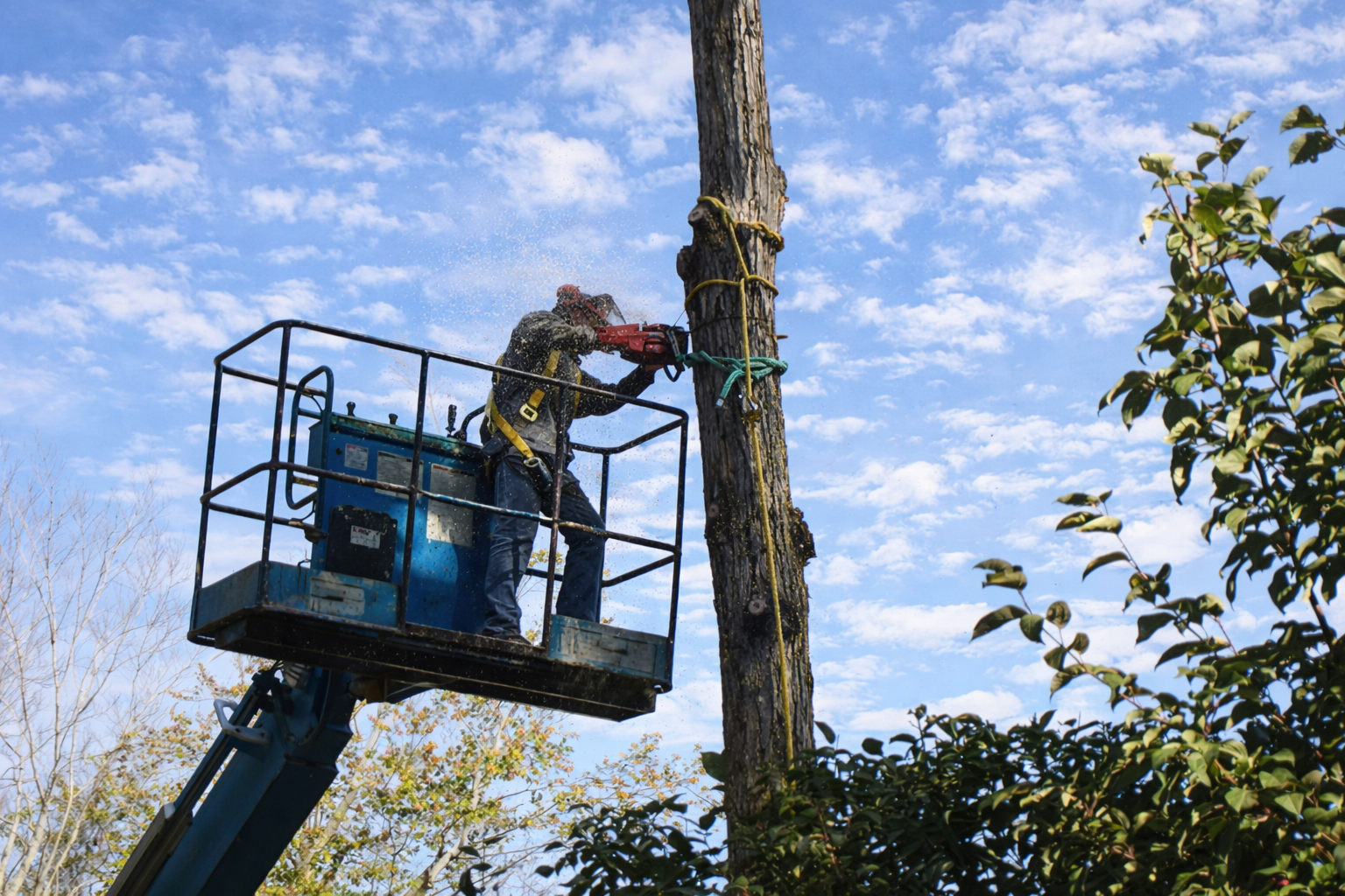 Tree Removal Service